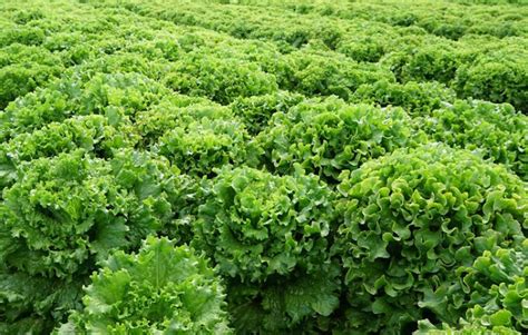 lechuga china de hogar util